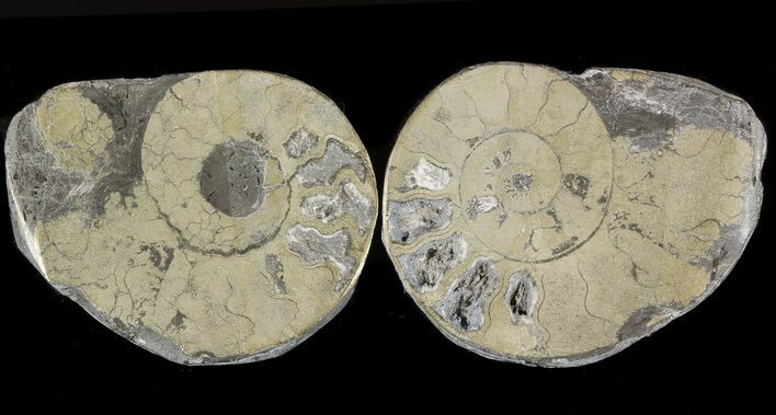 Pyritized Ammonite Fossil Pair #48064